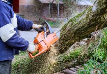 3 Step Process to Felling a Tree 3 Step Process to Felling a Tree