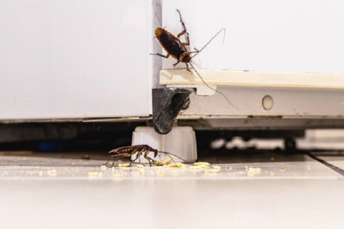 Pest Problems